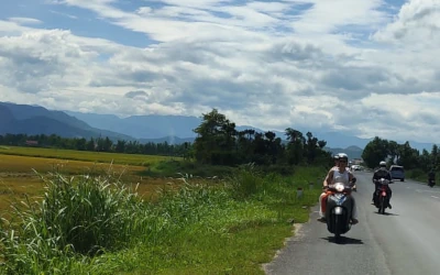 A person riding a motorbike past rice fields.